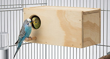 Como escolher o ninho ideal para aves exóticas