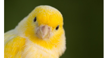 Factos interessantes sobre aves
