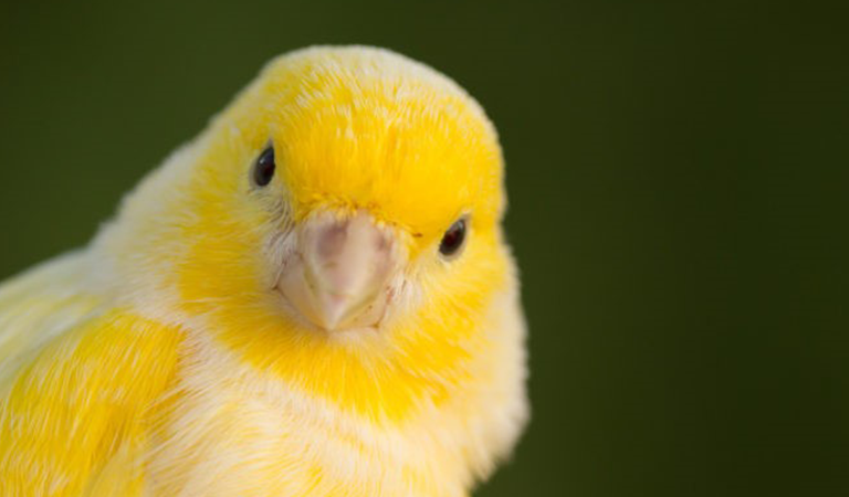 Factos interessantes sobre aves